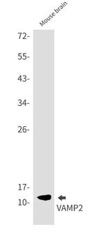 VAMP2 Antibody in Western Blot (WB)