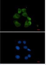 USP13 Antibody in Immunocytochemistry (ICC/IF)