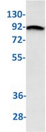 USP13 Antibody in Western Blot (WB)