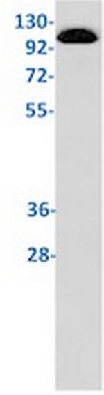 USP10 Recombinant Rabbit Monoclonal Antibody