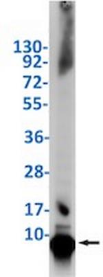 UBB Antibody in Western Blot (WB)