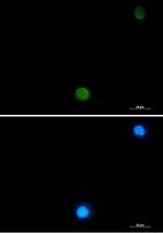 UBB Antibody in Immunocytochemistry (ICC/IF)