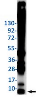 UBB Antibody in Western Blot (WB)