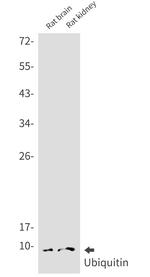 UBB Antibody in Western Blot (WB)