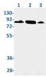 UBA2 Antibody in Western Blot (WB)