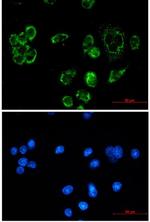 FIS1 Recombinant Rabbit Monoclonal Antibody