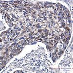 FIS1 Antibody in Immunohistochemistry (Paraffin) (IHC (P))