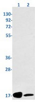 FIS1 Antibody in Western Blot (WB)