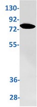 TRIM56 Antibody in Western Blot (WB)