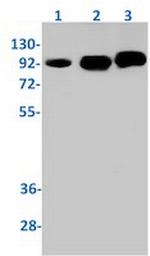 TICAM1 Recombinant Rabbit Monoclonal Antibody