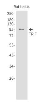 TICAM1 Antibody in Western Blot (WB)