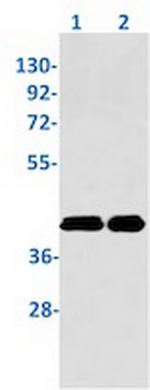TRIB3 Recombinant Rabbit Monoclonal Antibody