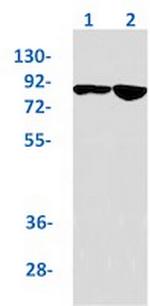 TAX1BP1 Antibody in Western Blot (WB)