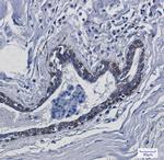 TMEM43 Recombinant Rabbit Monoclonal Antibody