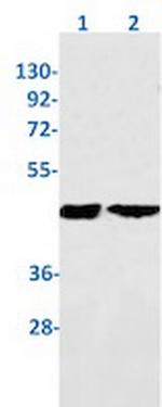 TMEM43 Antibody in Western Blot (WB)