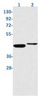 STING1 Recombinant Rabbit Monoclonal Antibody