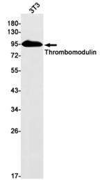 Thbd Antibody in Western Blot (WB)