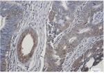 TGFA Recombinant Rabbit Monoclonal Antibody