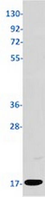 TGFA Antibody in Western Blot (WB)
