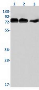 Phospho-MAP3K7 (Ser439) Recombinant Rabbit Monoclonal Antibody