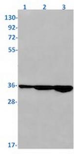 STX4 Recombinant Rabbit Monoclonal Antibody