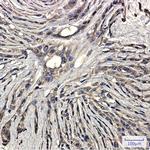 SYP Antibody in Immunohistochemistry (Paraffin) (IHC (P))