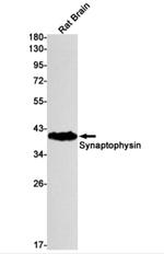 SYP Antibody in Western Blot (WB)