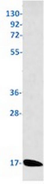 BIRC5 Antibody in Western Blot (WB)