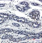 SUN1 Antibody in Immunohistochemistry (Paraffin) (IHC (P))