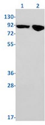 SUN1 Antibody in Western Blot (WB)