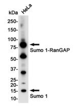 SUMO1 Antibody in Western Blot (WB)