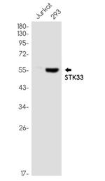 STK33 Recombinant Rabbit Monoclonal Antibody
