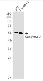 STK3 Antibody in Western Blot (WB)
