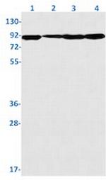 Stat5A Recombinant Rabbit Monoclonal Antibody