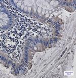 SRC Recombinant Rabbit Monoclonal Antibody