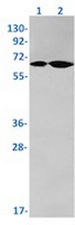 SRC Antibody in Western Blot (WB)