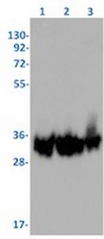 SPRY4 Recombinant Rabbit Monoclonal Antibody