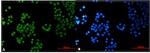 SP1 Recombinant Rabbit Monoclonal Antibody