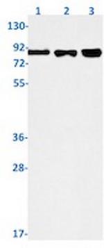 SP1 Antibody in Western Blot (WB)