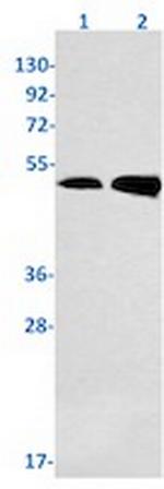SMYD3 Antibody in Western Blot (WB)