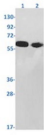 SMAD5 Antibody in Western Blot (WB)