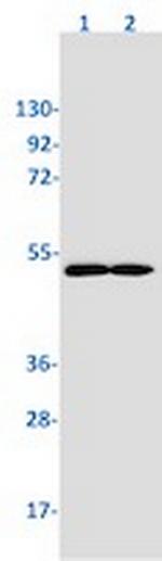 SMAD3 Recombinant Rabbit Monoclonal Antibody