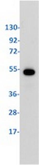 SMAD3 Antibody in Western Blot (WB)