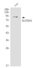 SLCO5A1 Antibody in Western Blot (WB)