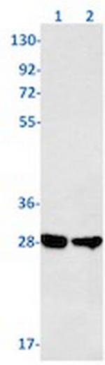 SIRT3 Recombinant Rabbit Monoclonal Antibody