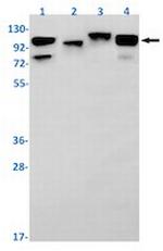 Sirt1 Recombinant Rabbit Monoclonal Antibody