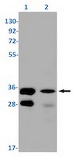 SRSF1 Recombinant Rabbit Monoclonal Antibody