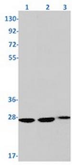 PTTG1 Antibody in Western Blot (WB)