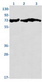 SDHA Antibody in Western Blot (WB)