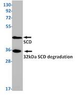 SCD Antibody in Western Blot (WB)